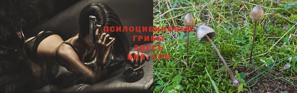 крисы Абаза